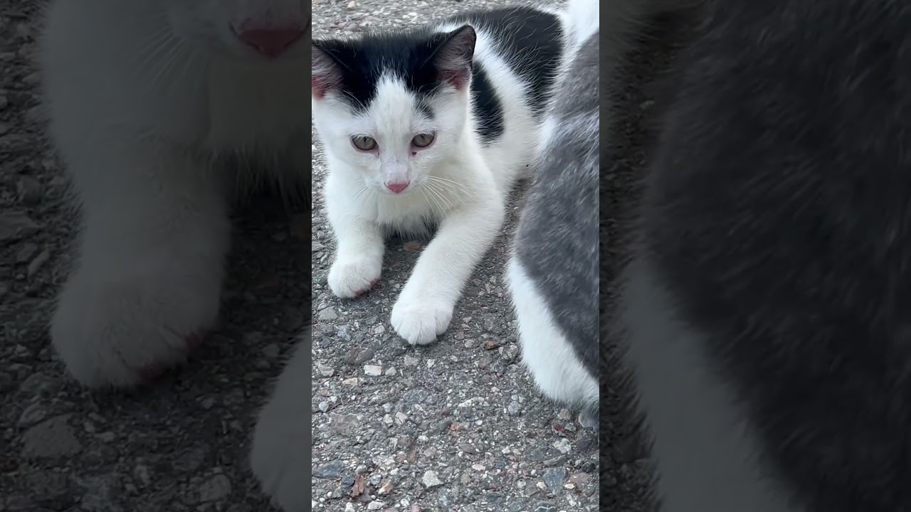 The cute kitty bunch - 🇨🇭Swiss Farm Life Reels