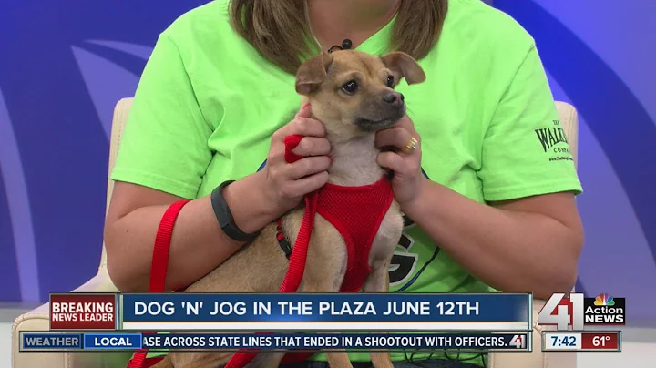 Dog 'N' Jog on the Plaza June 12th