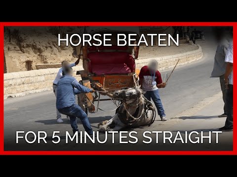 Horse Beaten for Nearly 5 Excruciating Minutes Straight