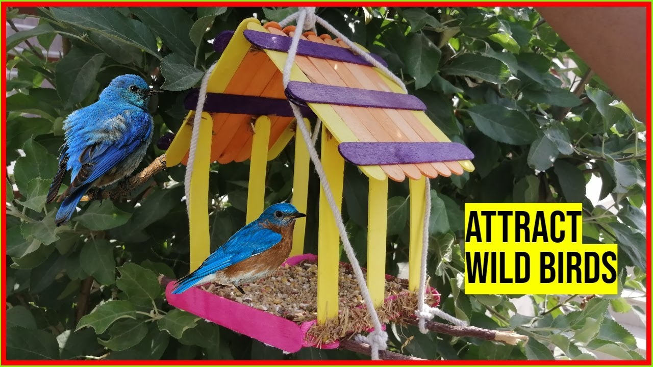 DIY Wooden Popsicle Bird Feeder | Bird House | Attract Wild Birds to ...