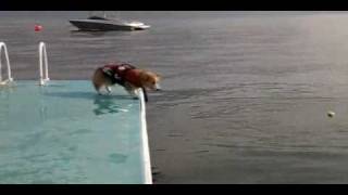 μ§λΆλ«κ³ Corgi Flop!