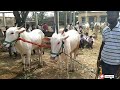 || मंगळवार बैल बाजार हिरे बागेवाडी कर्नाटक || बळीराजा || Cattle Market Hire Bagewadi Karnatak ||