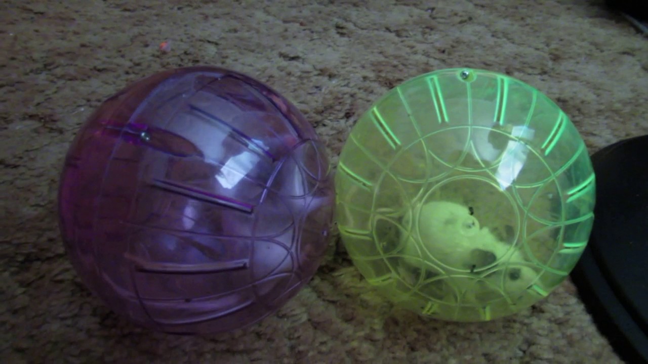 Pet mice in hamster balls. YouTube