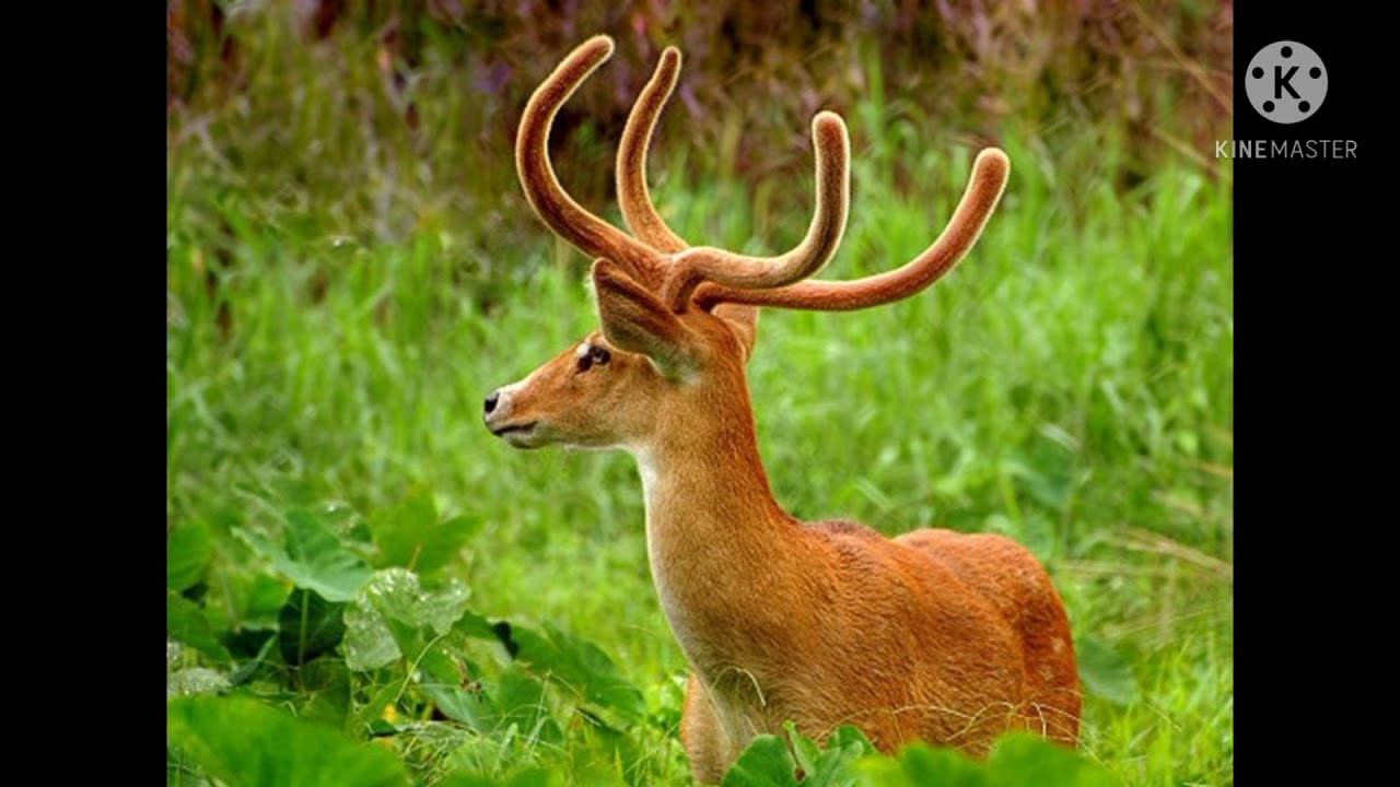 Endemic Animals Of India Endemic Species Indian Biodiversity Endemic Animals Of India Endemic Species Indian Biodiversity