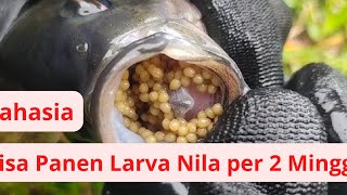 Panen telur ikan Nila dan cara menetaskannya