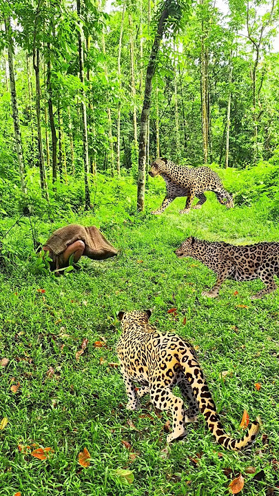 Cheetah attack trying in jungle#vfx#viral #tiger#shorts#foryou #lion #360 #trending #brazil #amazing