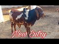 New Entry At Hamdan Cattle Farm &amp; Palai Centre|07/12/22|MANDI VISIT|