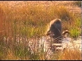 BBC Documentary 2017 - Scavengers Season - Full Wildlife Documentary