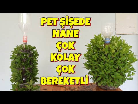 Video: İç Mekanda Nane Nasıl Yetiştirilir