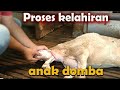 Semua peternak wajib bisa,Proses bantu kelahiran anak domba