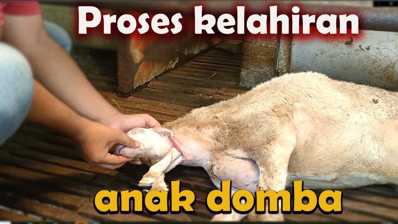 Semua peternak wajib bisa, Proses bantu kelahiran anak domba