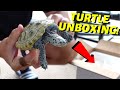 *LIVE* Turtle UNBOXING (Diamondback Terrapin)