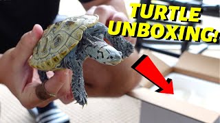 *LIVE* Turtle UNBOXING (Diamondback Terrapin)