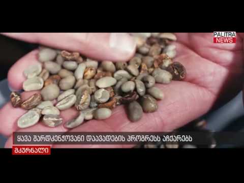 ყავა შარდკენჭოვანი დაავადების პროგრესს აჩქარებს