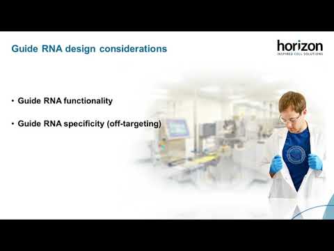 Video: Optimering Av SgRNA-struktur För Att Förbättra CRISPR-Cas9 Knockout-effektivitet