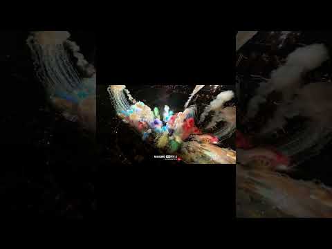 You ever seen fireworks from the air? 🎆 | Insta360 Ace Pro 2