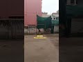 what a ball 🤣🤣🤣 funny bowled #funny #gullycricket #funnyshorts