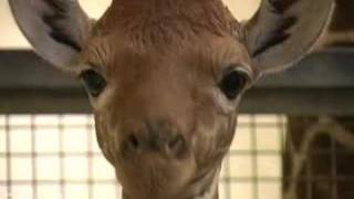 Download Lagu Baby giraffe up close MP3