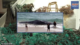 Marine debris ingested by 60-ton sperm whale believed to be a contributing cause of death