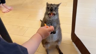 Otter and wallaby receiving food from a baby by ma ko 10,030 views 3 days ago 6 minutes, 23 seconds