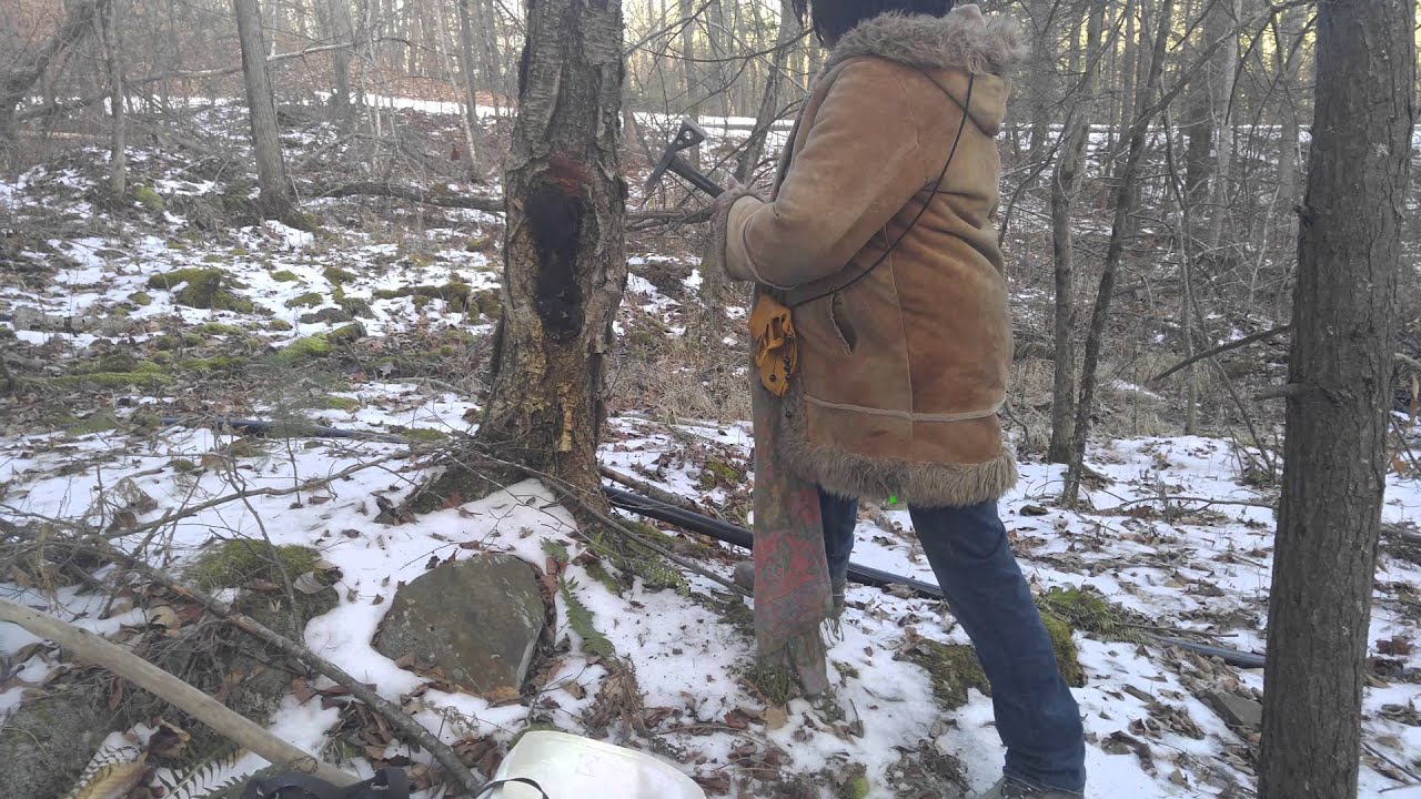 Chaga Mushroom foraging in CT part two 2016 YouTube