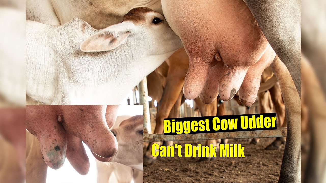 Biggest Cow Udder, Calf Can't Drink Milk from his Mother without Helpi...