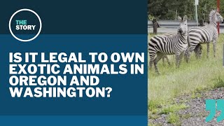 After Washington zebra escape, what are the laws for owning exotic animals?