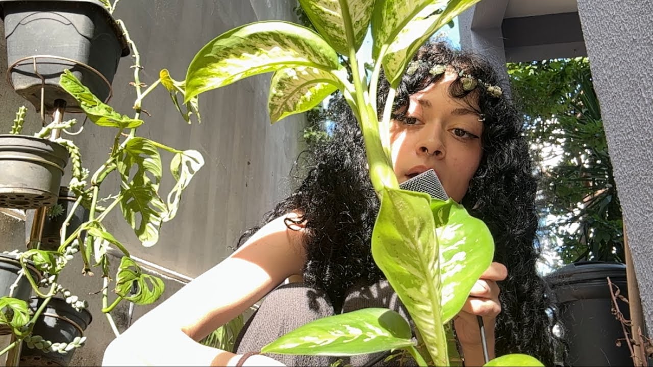 asmr com plantas parte 2