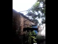 Suara burung kacer poci