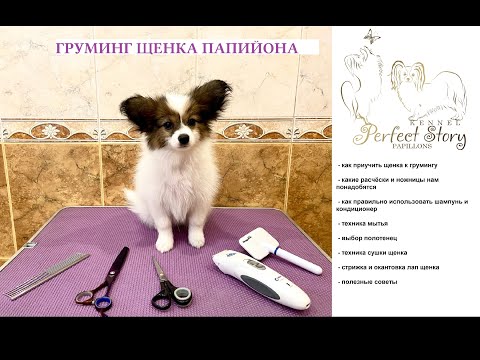 Груминг щенка папийона