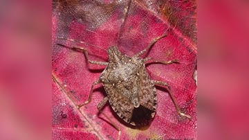 Stinkbugs posing problem for Grayslake residents