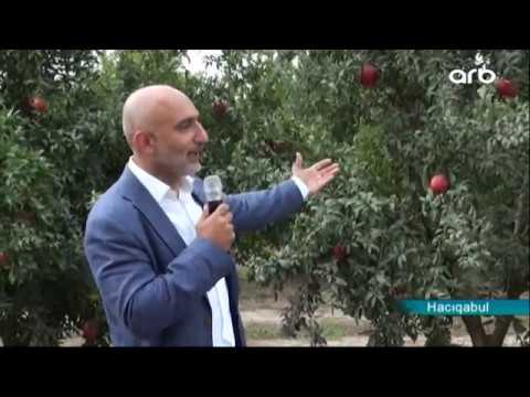 Hacıqabulda Nar vadisi aqroturu təşkil edilib / ARB TV-nin reportajı