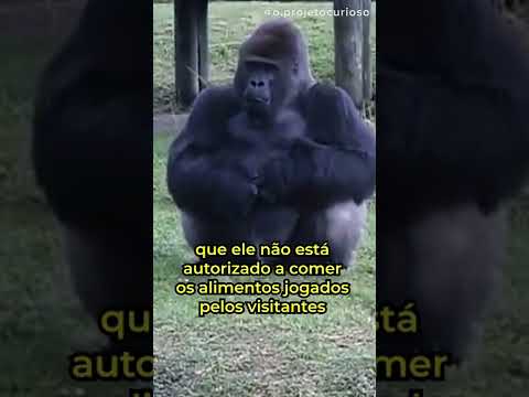 Vídeo: O que os gorilas podem comer?