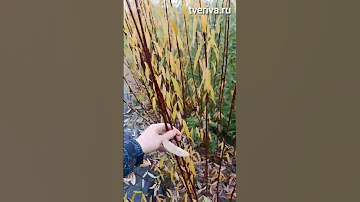 Когда срезать прутья ивы? Время для заготовки ивовых прутьев в разных регионах страны. Тверская ива.