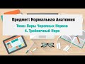 Пары Черепно-Мозговых Нервов: Тройничный Нерв