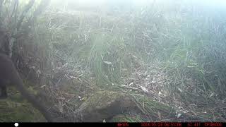 2024-05-24 08:50:52/Wallabia bicolor/Swamp wallaby
