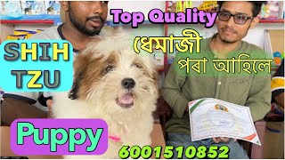Dhemaji পৰা Top quility #shihtzu #puppy order 6001510852