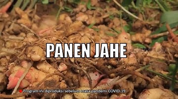 Membantu Kakak Panen Jahe | BOCAH PETUALANG