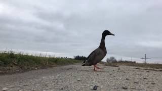 Domestic Ducks Flying #2