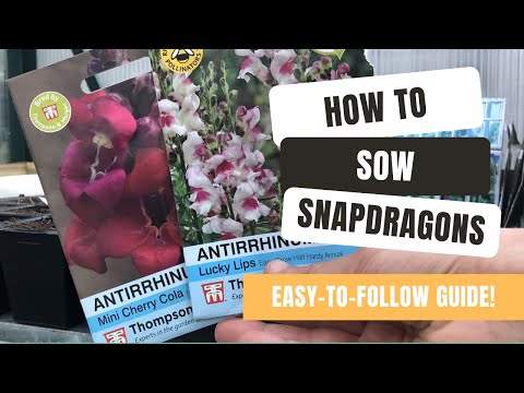 How To Grow Spectacular Snapdragons From Seed