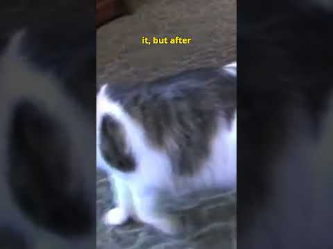 The eerie Cat