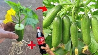 : A great way: to growing a cucumber tree from a cucumber fruit to get more fruit fast 100%