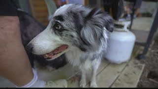 To the Rescue: Clancy's Dream