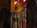 Slow-motion fall...🍁🍂