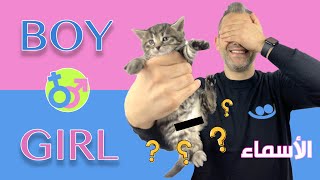 أسماء أولاد نار و شوق 😻 كيف تعرف الأنثى من الذكر | Kittens Gender - Cat Names