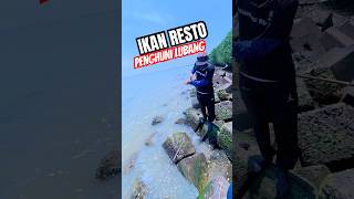 Iwak Resto penghuni Lubang #fish #mancing #mancingmania #mancingliar #shortvideo #video #content