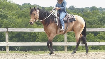 Laceys Major Cutter***For info, price, etc., go to our website: ValleyViewRanch.net***