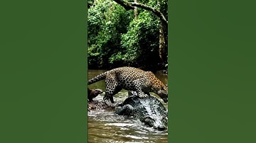 leopard bite crocodile in river #wildliferescue #animallife
