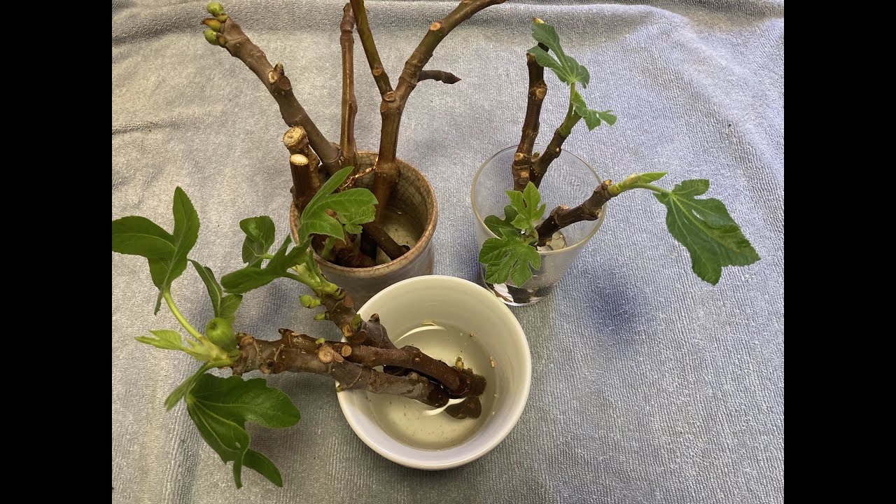 20240320 イチジクの挿木