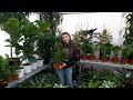 Full Day of Plant Shopping | February 2020 の動画、YouTube動画。